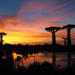 Coucher de soleil et baobabs - Madagascar