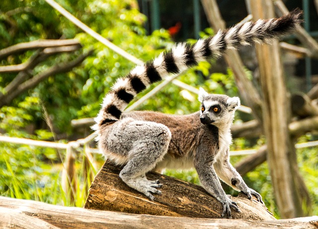 madagascar-lemurien