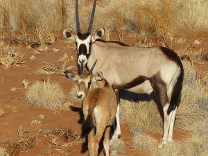Namibie - Oryx