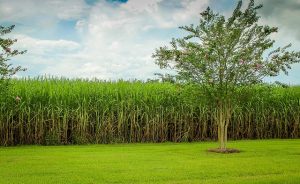 Martinique : champs de canne à sucre